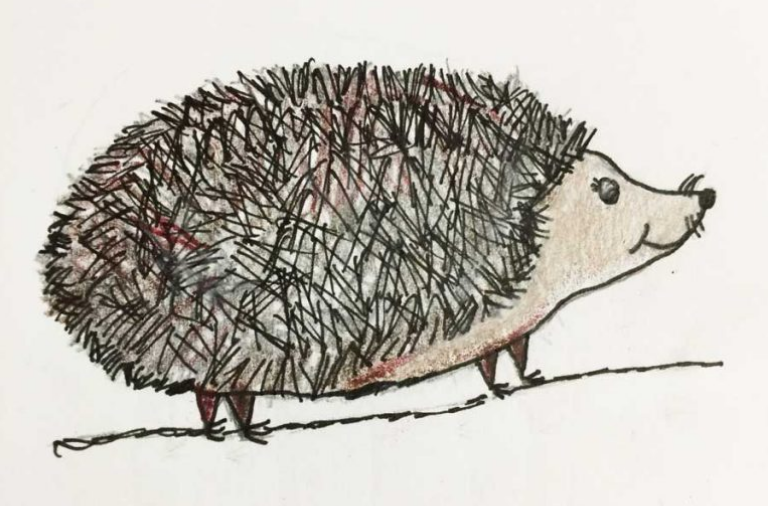 Hedgehog drawing
